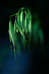 Close-up of plant against black background