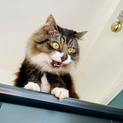 Funny cat surprised 