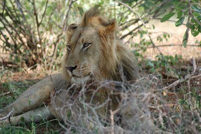 Lion relaxing outdoors