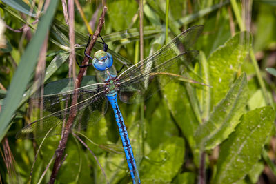 Close-up of large blue dragonfly resting on a twig