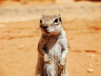 Close-up of squirrel on a field