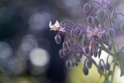 Close-up of bee pollinating on flower