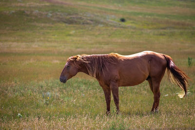 Horse grazing on field