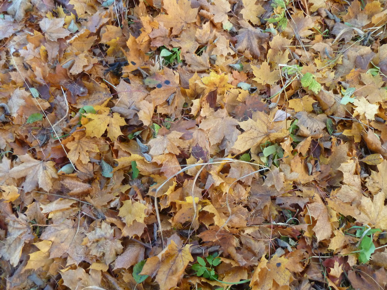 FULL FRAME SHOT OF YELLOW AUTUMN LEAVES