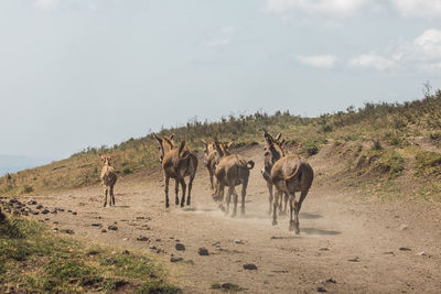 Donkeys standing on field against clear sky