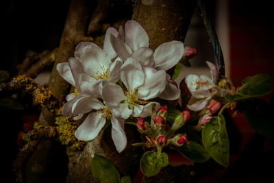 Close-up of white cherry blossoms