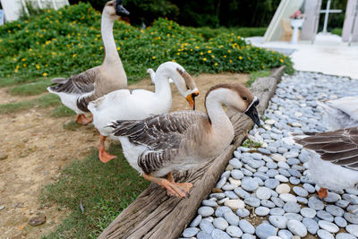 Ducks in a lake