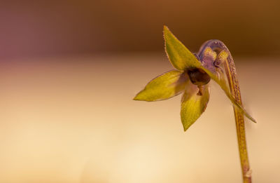 Close-up of yellow flowering plant