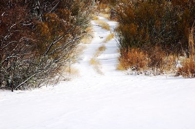 Snow covered bare trees in forest