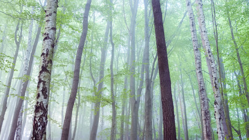 Low angle view of pine trees in forest