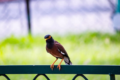 Close-up of bird perching on railing