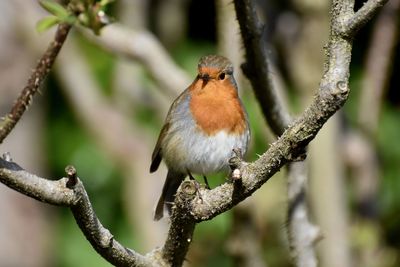 Close-up of bird perching on branch