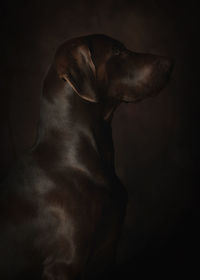 Close-up of a dog over black background