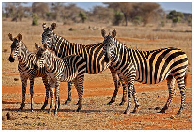 Zebra standing on a field