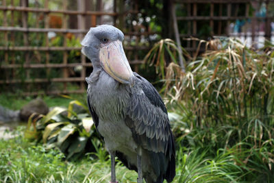 Close-up of bird