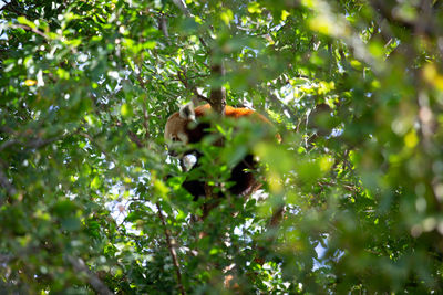 View of monkey on tree