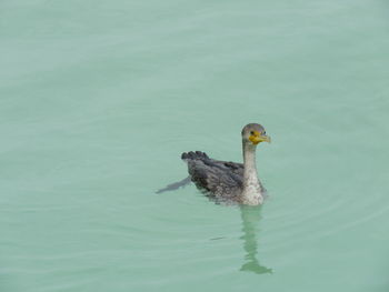 Duck swimming in sea