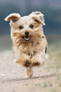 Close-up portrait of dog