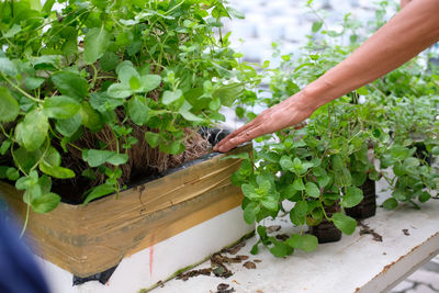 Hydroponic vegetable root growing in styrofoam box in farm