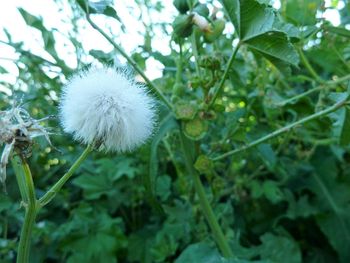 Close-up of dandelion blooming outdoors