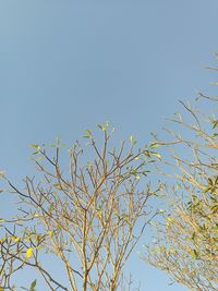 Low angle view of tree against clear sky
