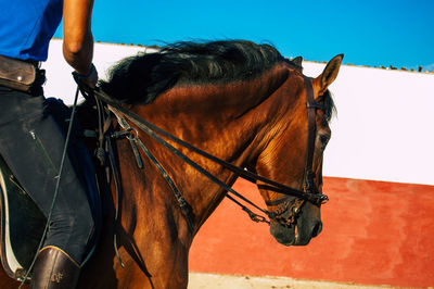 Close-up of a horse