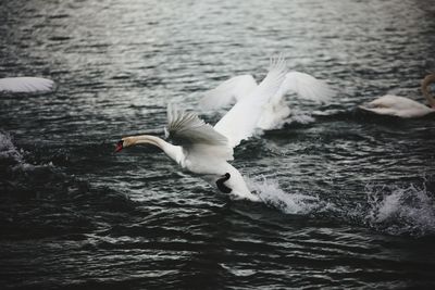 Seagulls flying over lake