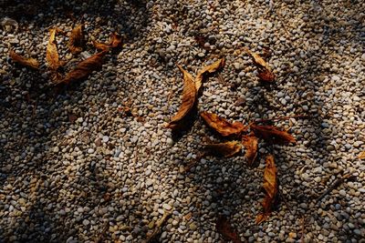 Close-up of crab on sand