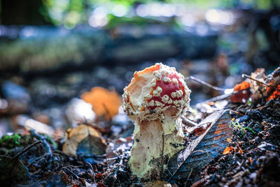 Close-up of mushroom growing on field