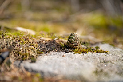 Close-up of dead plant on land