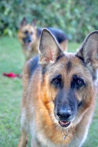 Portrait of a dog on field