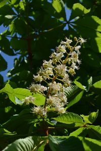 Close-up of flowering plant