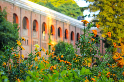 Yellow flowering plants against orange wall