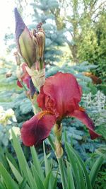 Close up of red flowers