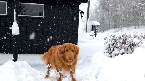Dog on field during winter
