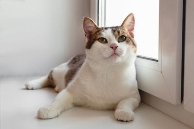 Portrait of adorable white tabby cat with green eyes near to the window, front view.