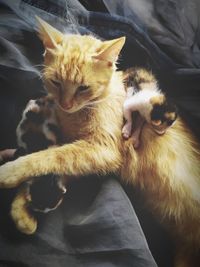 High angle view of cats relaxing at home