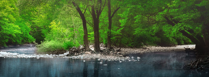 Scenic view of waterfall in forest