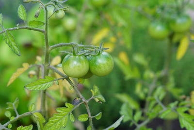 Close-up of tomatoes growing in vegetable garden