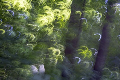 Close-up of underwater