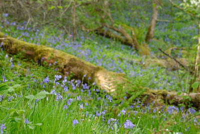 Close-up of purple wildflowers growing in field