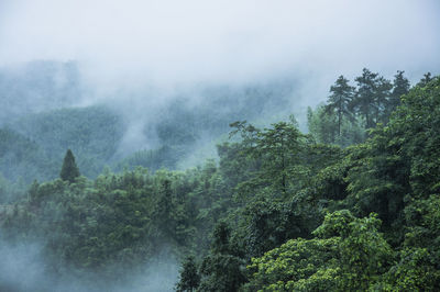 Trees in forest against sky during foggy weather