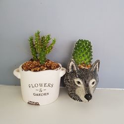 Close-up of cat on potted plant