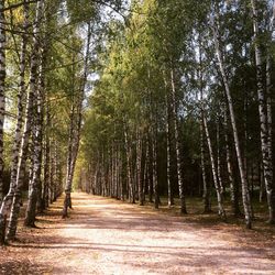 Walkway amidst trees in forest