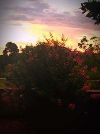 Low angle view of trees against sky during sunset