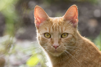 Close-up portrait of ginger