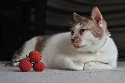 Close-up of cat resting at home