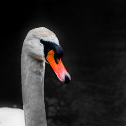 Close-up of a bird