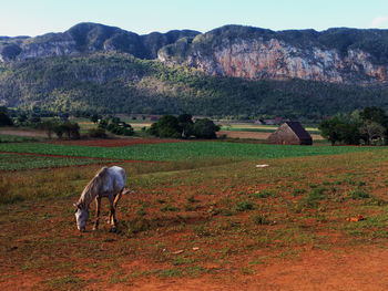 Horse grazing on field against mountains