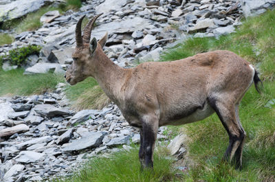 Close-up of deer on field